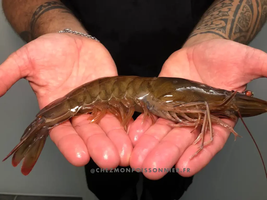 Une grosse crevette crue dans les mains
