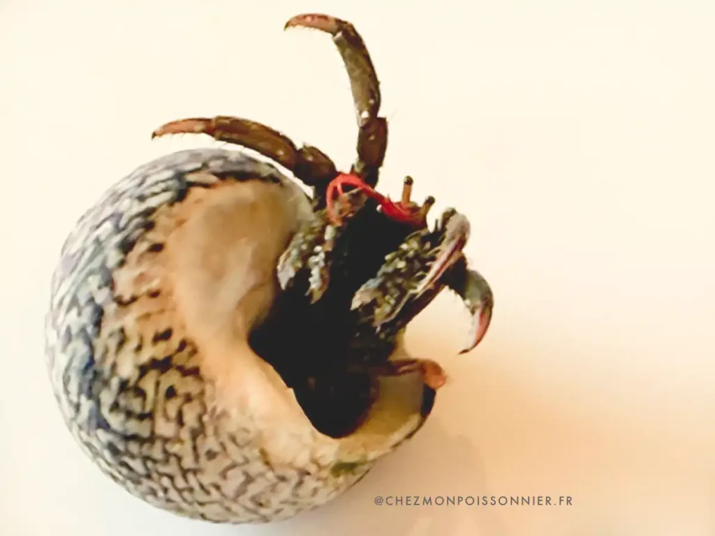 bernard lhermite dans une coquille de bigorneau