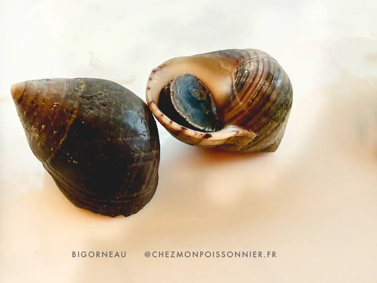 deux bigorneaux dans une assiette