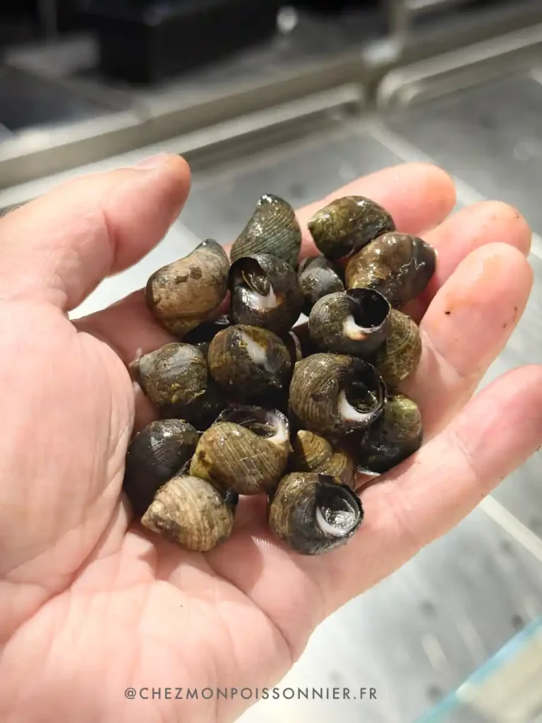 bigorneaux dans la main d'une poissonnier