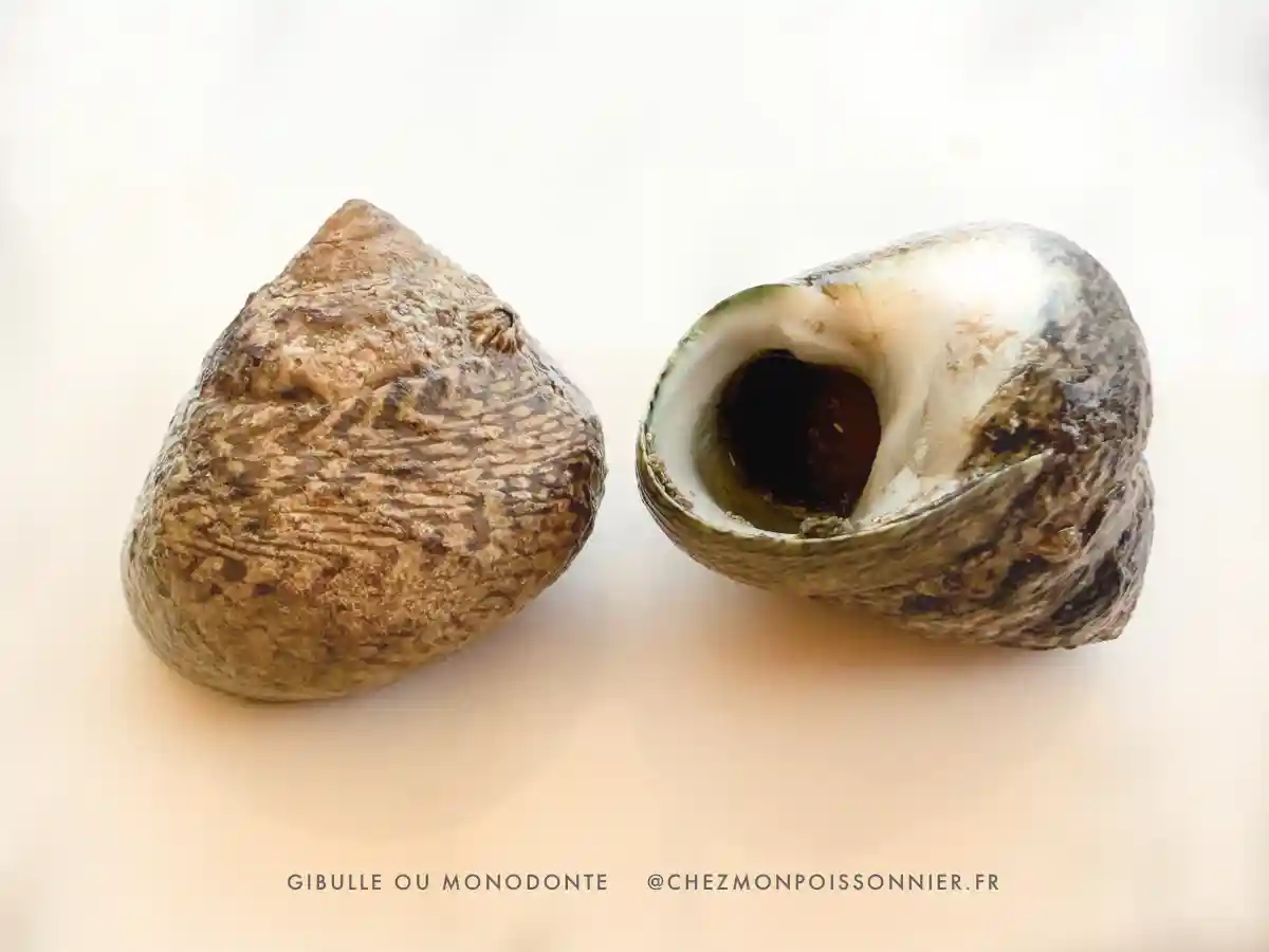 couple de Gibulle appelé aussi monodonte