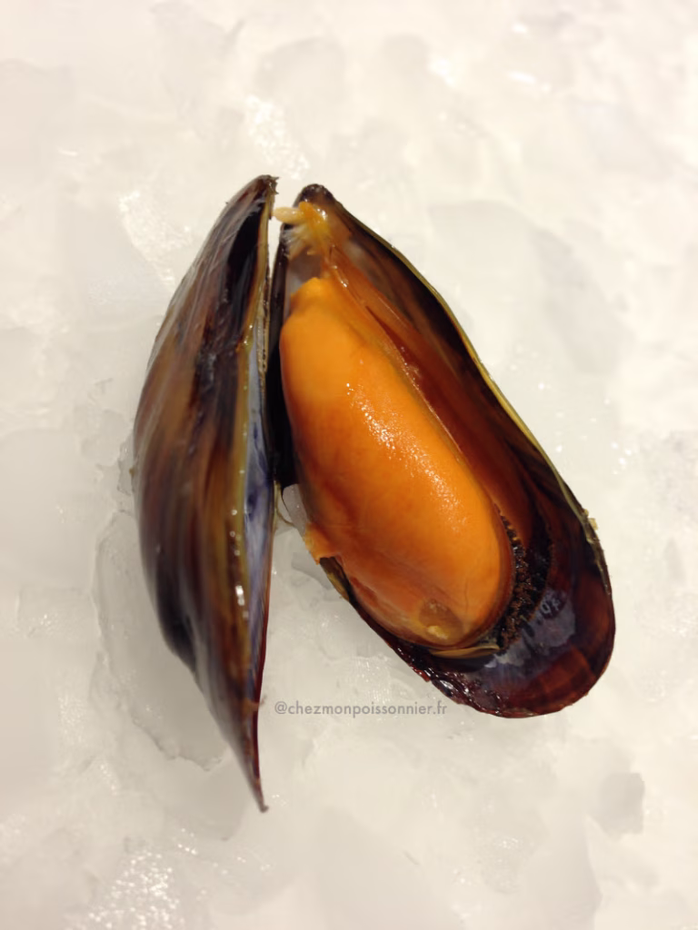 moule ouverte sur lit de glace
