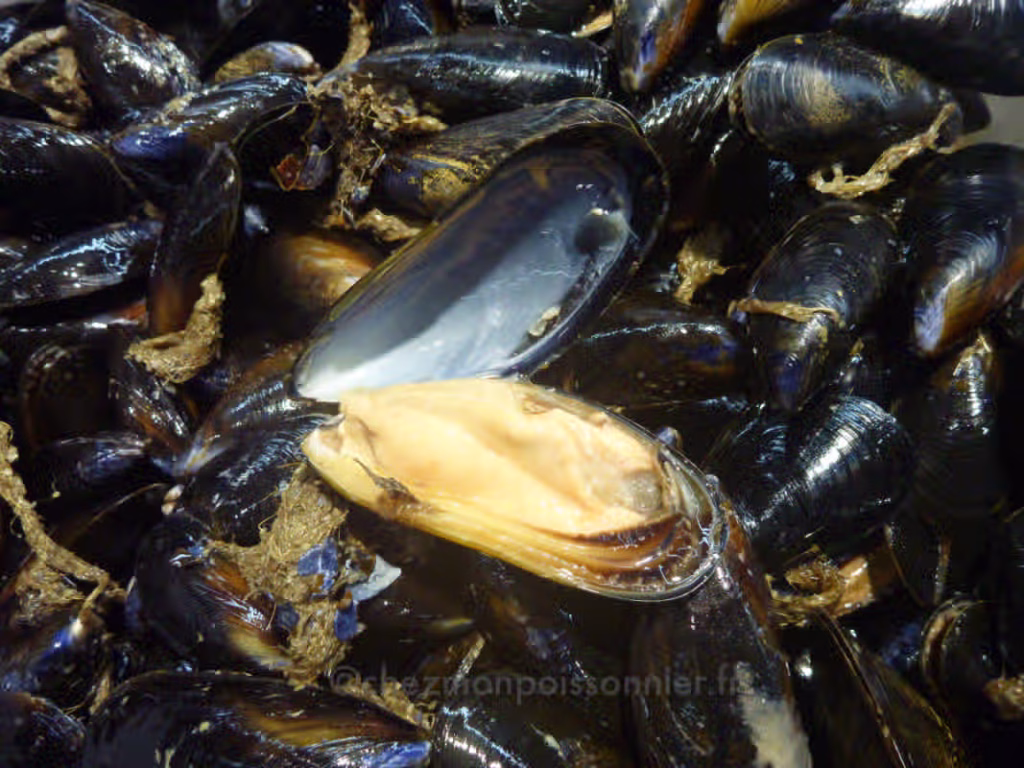 moule ouverte sur un étal de poissonnerie